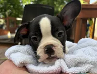 Cosmos , a male Boston Terrier and French Bulldog for sale in Grand Blanc, MI – 1 of 10