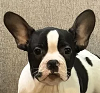 Cosmos , a male French Bulldog and Frenchton for sale in Grand Blanc, MI – 2 of 10