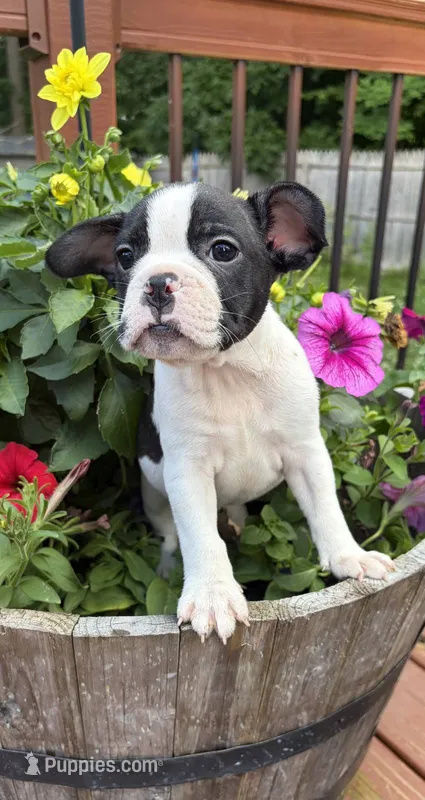 Cosmos  – French Bulldog, Frenchton puppy for sale in Grand Blanc, MI