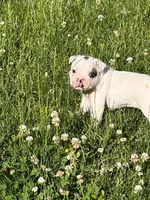 Titan, a male French Bulldog and Frenchton for sale in Grand Blanc, MI – 3 of 10