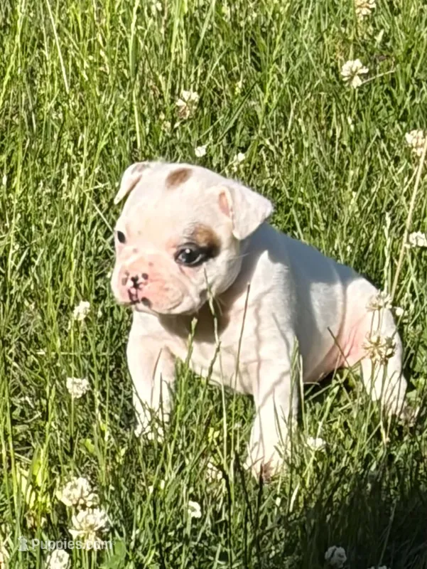Titan – French Bulldog, Frenchton puppy for sale in Grand Blanc, MI