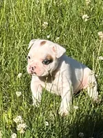 Titan, a male French Bulldog and Frenchton for sale in Grand Blanc, MI – 4 of 10