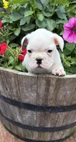 Comet , a male Boston Terrier and French Bulldog for sale in Grand Blanc, MI – 2 of 9