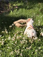 Pluto, a male French Bulldog and Frenchton for sale in Grand Blanc, MI – 7 of 8
