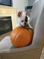Aspen, a male French Bulldog for sale in Grand Blanc, MI – 7 of 10