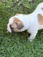 Pluto, a male French Bulldog and Frenchton for sale in Grand Blanc, MI – 2 of 8
