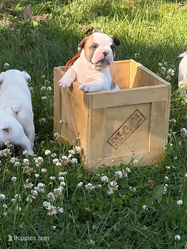 Pluto – French Bulldog, Frenchton puppy for sale in Grand Blanc, MI