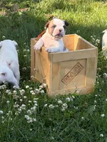 Pluto, a male French Bulldog and Frenchton for sale in Grand Blanc, MI – 1 of 8