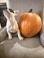 Aspen, a male French Bulldog for sale in Grand Blanc, MI – 5 of 10
