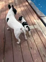 Cosmos , a male Boston Terrier and French Bulldog for sale in Grand Blanc, MI – 2 of 10