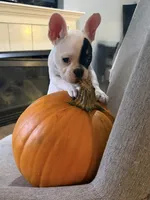 Aspen, a male French Bulldog for sale in Grand Blanc, MI – 6 of 10