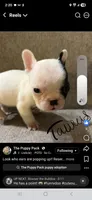Tarus, a male Boston Terrier and French Bulldog for sale in Grand Blanc, MI – 9 of 9