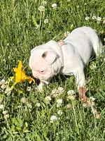 Aurora , a female French Bulldog and Frenchton for sale in Grand Blanc, MI – 6 of 8