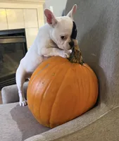 Aspen, a male French Bulldog for sale in Grand Blanc, MI – 2 of 10
