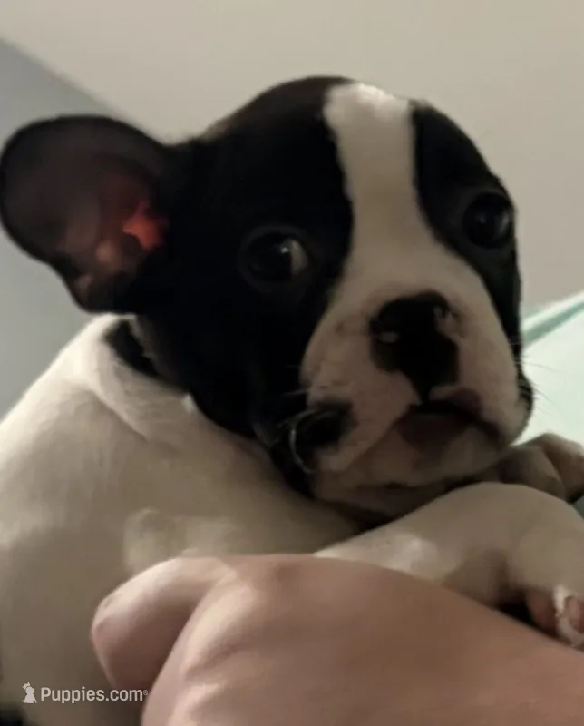 Cosmos  – French Bulldog, Frenchton puppy for sale in Grand Blanc, MI
