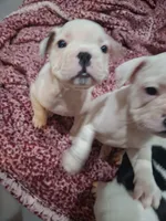Titan, a male Boston Terrier and French Bulldog for sale in Grand Blanc, MI – 9 of 9