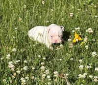 Aurora , a female French Bulldog and Frenchton for sale in Grand Blanc, MI – 8 of 8