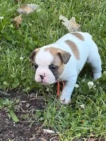 Pluto, a male French Bulldog and Frenchton for sale in Grand Blanc, MI – 5 of 8