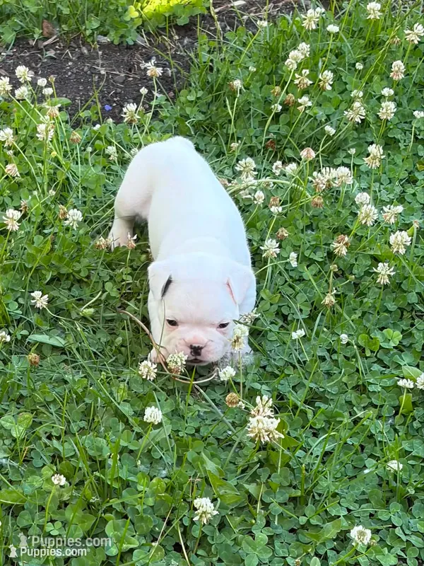 Comet  – French Bulldog, Frenchton puppy for sale in Grand Blanc, MI