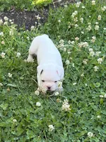 Comet , a male French Bulldog and Frenchton for sale in Grand Blanc, MI – 2 of 5