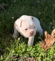 Aurora , a female French Bulldog and Frenchton for sale in Grand Blanc, MI – 2 of 8