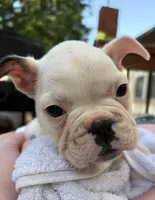 Comet , a male Boston Terrier and French Bulldog for sale in Grand Blanc, MI – 3 of 9