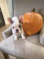 Cypress, a male French Bulldog for sale in Grand Blanc, MI – 4 of 10