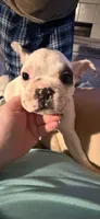 Titan, a male Boston Terrier and French Bulldog for sale in Grand Blanc, MI – 2 of 9
