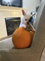 Aspen, a male French Bulldog for sale in Grand Blanc, MI – 10 of 10