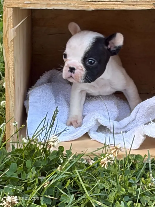 Tarus – French Bulldog, Frenchton puppy for sale in Grand Blanc, MI