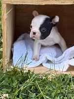 Tarus, a male French Bulldog and Frenchton for sale in Grand Blanc, MI – 1 of 7
