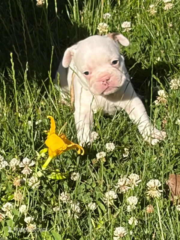 Aurora  – French Bulldog, Frenchton puppy for sale in Grand Blanc, MI