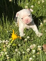 Aurora , a female French Bulldog and Frenchton for sale in Grand Blanc, MI – 1 of 8