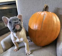 Sassafras , a male French Bulldog for sale in Grand Blanc, MI – 3 of 9