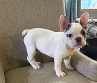 Cypress, a male French Bulldog for sale in Grand Blanc, MI – 3 of 10