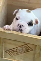 Titan, a male French Bulldog and Frenchton for sale in Grand Blanc, MI – 1 of 10