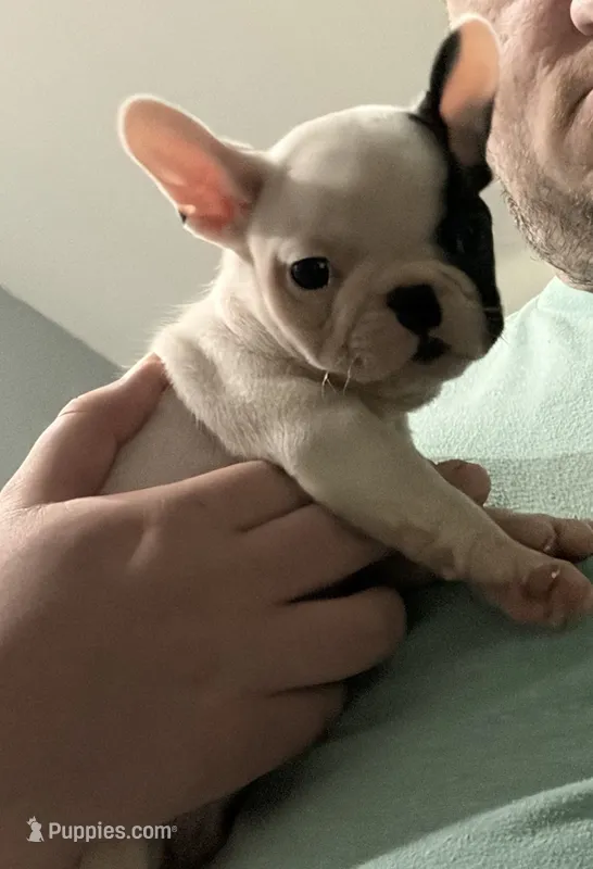 Tarus – French Bulldog, Frenchton puppy for sale in Grand Blanc, MI