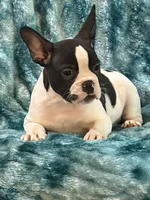 Cosmos , a male French Bulldog and Frenchton for sale in Grand Blanc, MI – 6 of 10