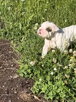 Titan, a male French Bulldog and Frenchton for sale in Grand Blanc, MI – 9 of 10