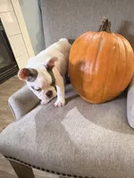 Cypress, a male French Bulldog for sale in Grand Blanc, MI – 9 of 10