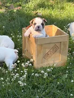 Pluto, a male French Bulldog and Frenchton for sale in Grand Blanc, MI – 8 of 8