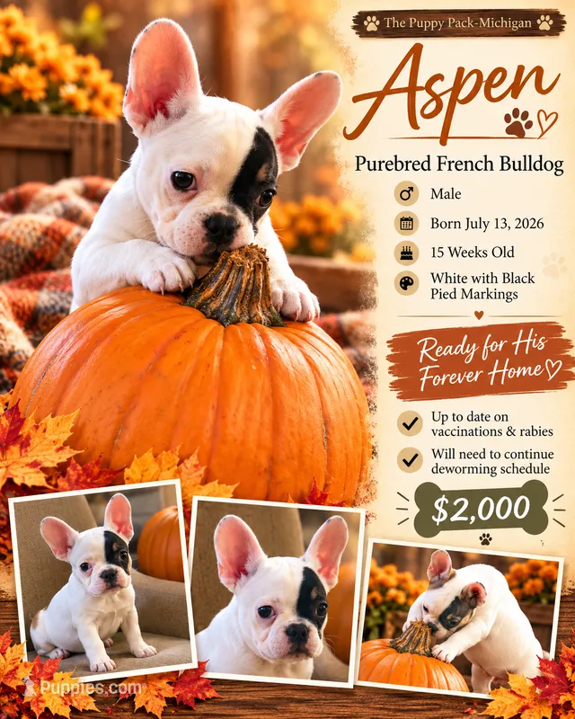 Aspen – French Bulldog puppy for sale in Grand Blanc, MI