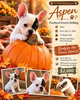 Aspen, a male French Bulldog for sale in Grand Blanc, MI – 1 of 10