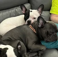 Grey collar, a male French Bulldog and Frenchton for sale in Grand Blanc, MI – Photo 4 of 7