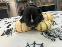 Grey collar, a male French Bulldog and Frenchton for sale in Grand Blanc, MI – Photo 3 of 7