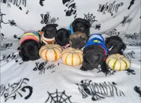 Grey collar, a male French Bulldog and Frenchton for sale in Grand Blanc, MI – Photo 6 of 7