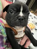 Grey collar, a male French Bulldog and Frenchton for sale in Grand Blanc, MI – Photo 1 of 7