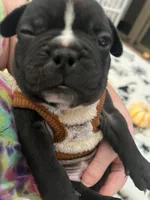 Grey collar, a male French Bulldog and Frenchton for sale in Grand Blanc, MI – Photo 2 of 7