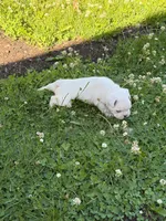 Comet , a male French Bulldog and Frenchton for sale in Grand Blanc, MI – 3 of 5