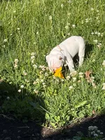 Aurora , a female French Bulldog and Frenchton for sale in Grand Blanc, MI – 5 of 8